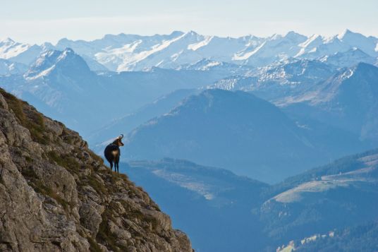 die-alpen-mit-gams